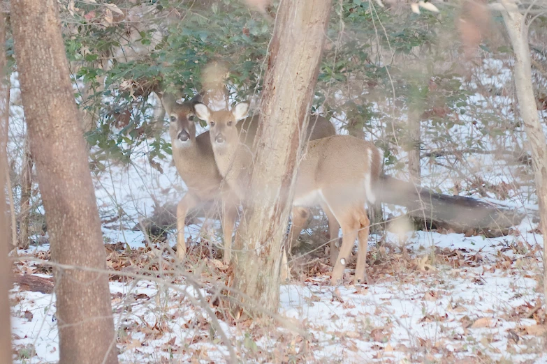 a couple of deer stand next to each other near a tree