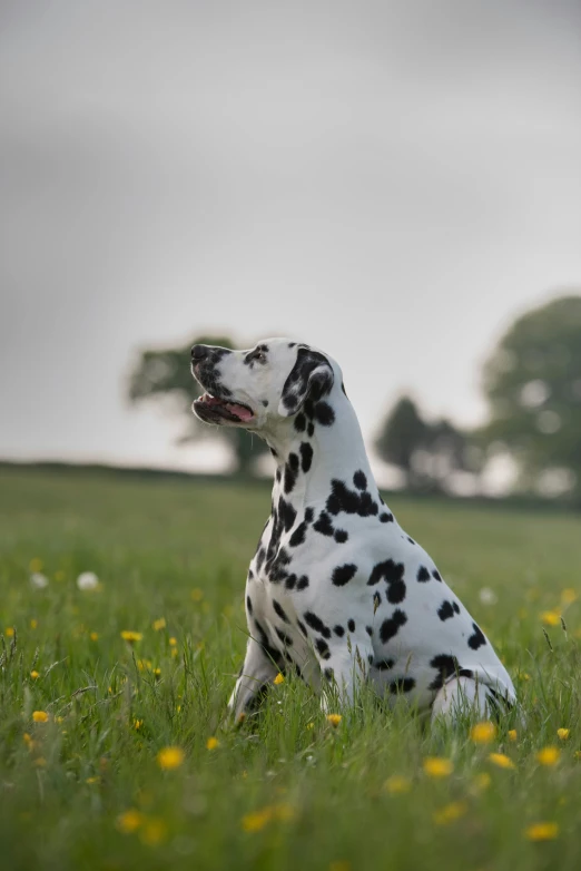 a spotted dog is sitting in the field