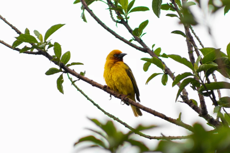 a yellow and black bird sits on a nch of a tree