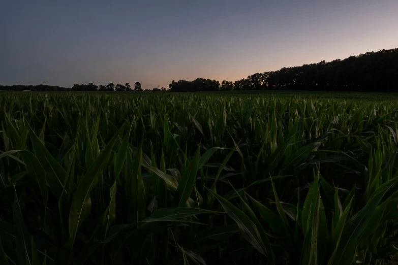 the back side of a big field that is green