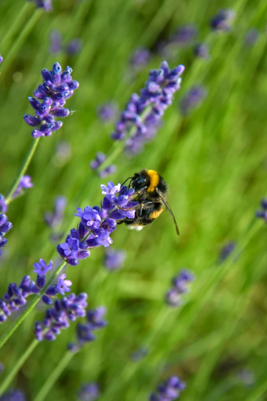 the bee is sitting on the flowers by itself