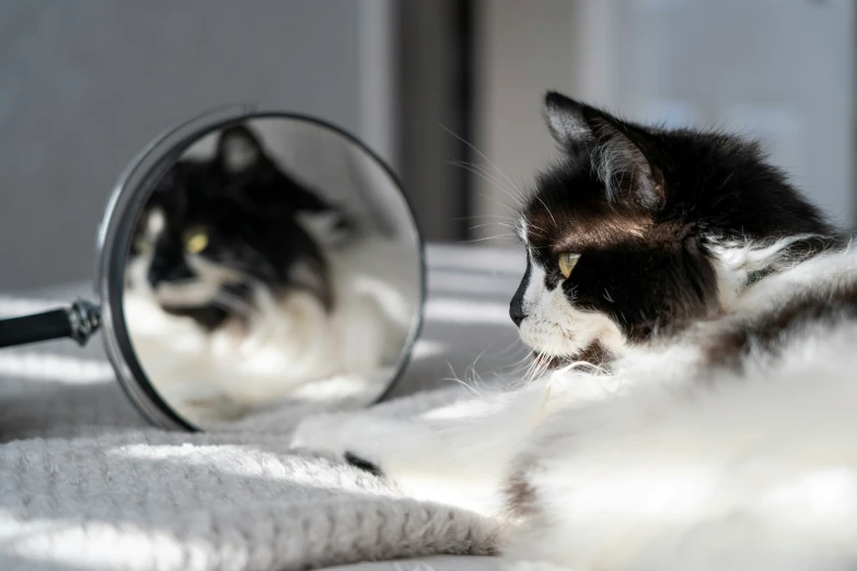 a cat looks at its own reflection in the mirror