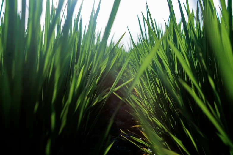 green grass against blue sky and sun in the distance