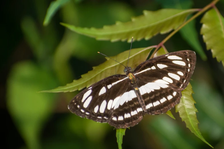 erfly sitting on top of leaf with green background