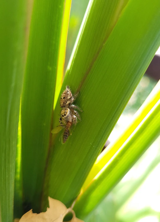 a bug crawling on a green stalk next to a plant