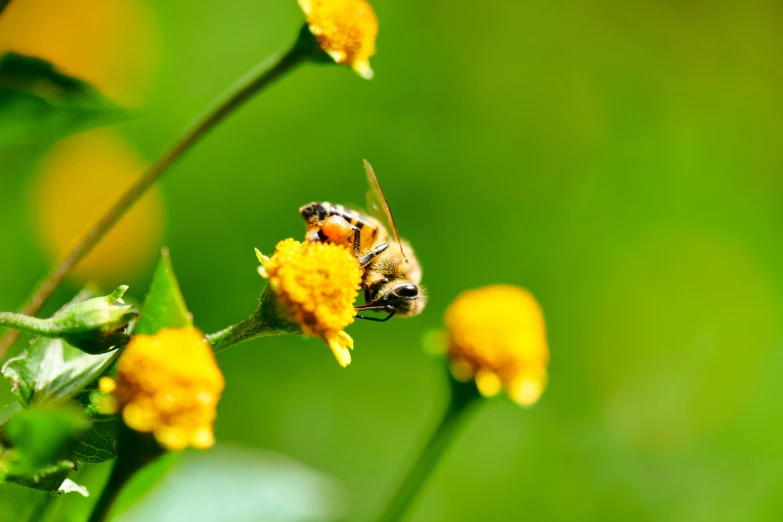 the honey bee is working hard to poll poll pollen in a yellow flower