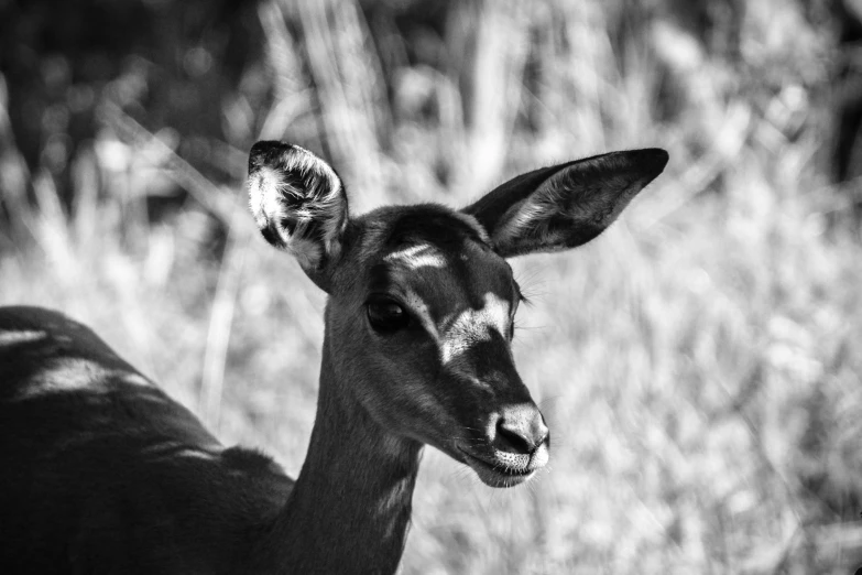 a deer looks at the camera in black and white