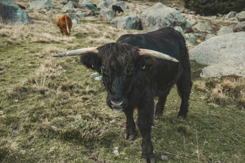 there is a black cow with big horns in the field