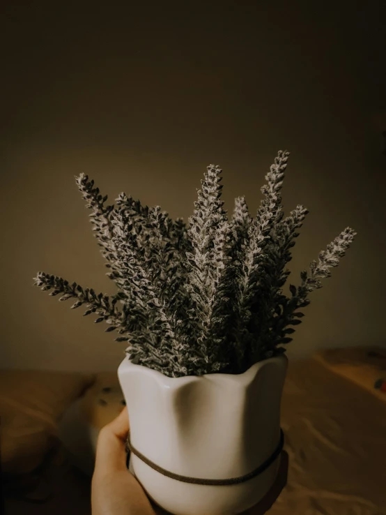 the small purple plant is in a white planter