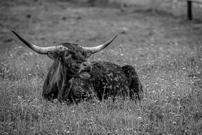 a brown cow with long horns in a field