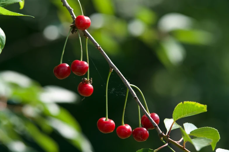 three berries are hanging on the nch of a cherry tree