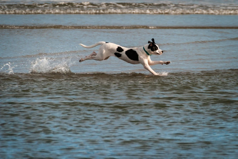 a dog running in the ocean with his head out