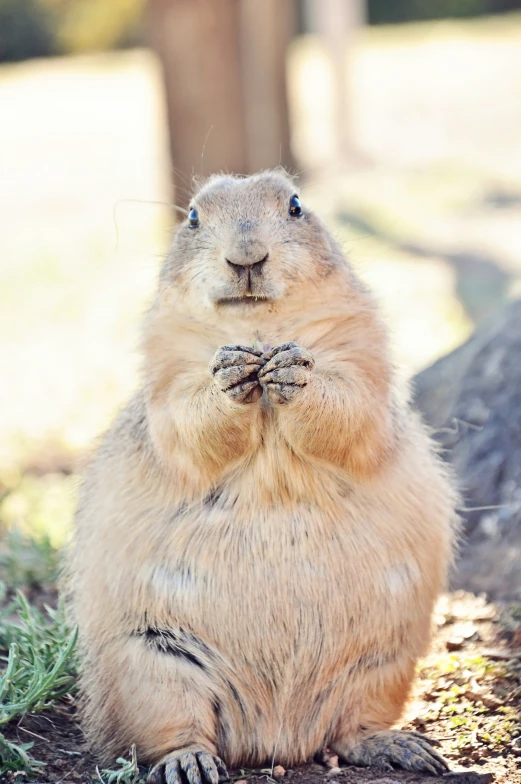 a large animal sitting on top of the grass