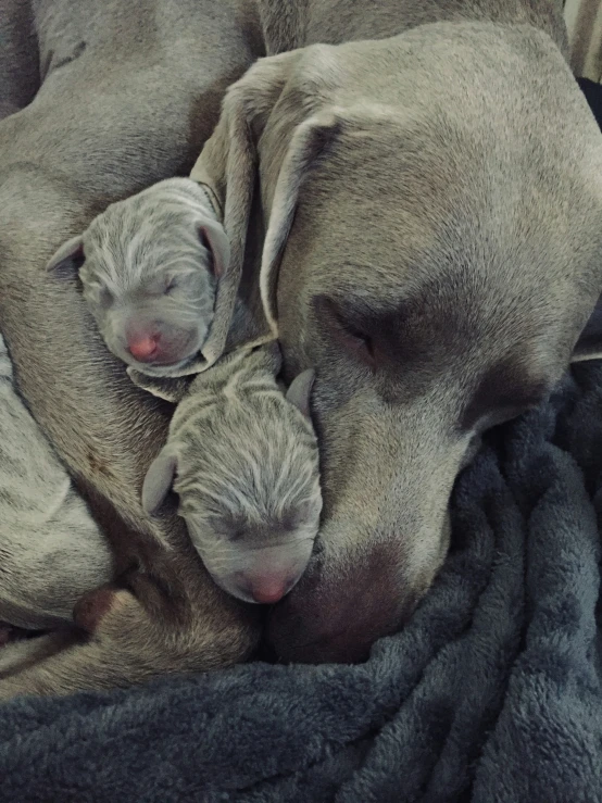 there is an image of two dogs with baby