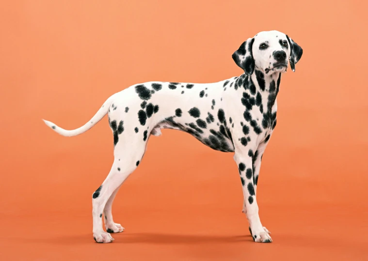 a white and black dalmatian standing on an orange background