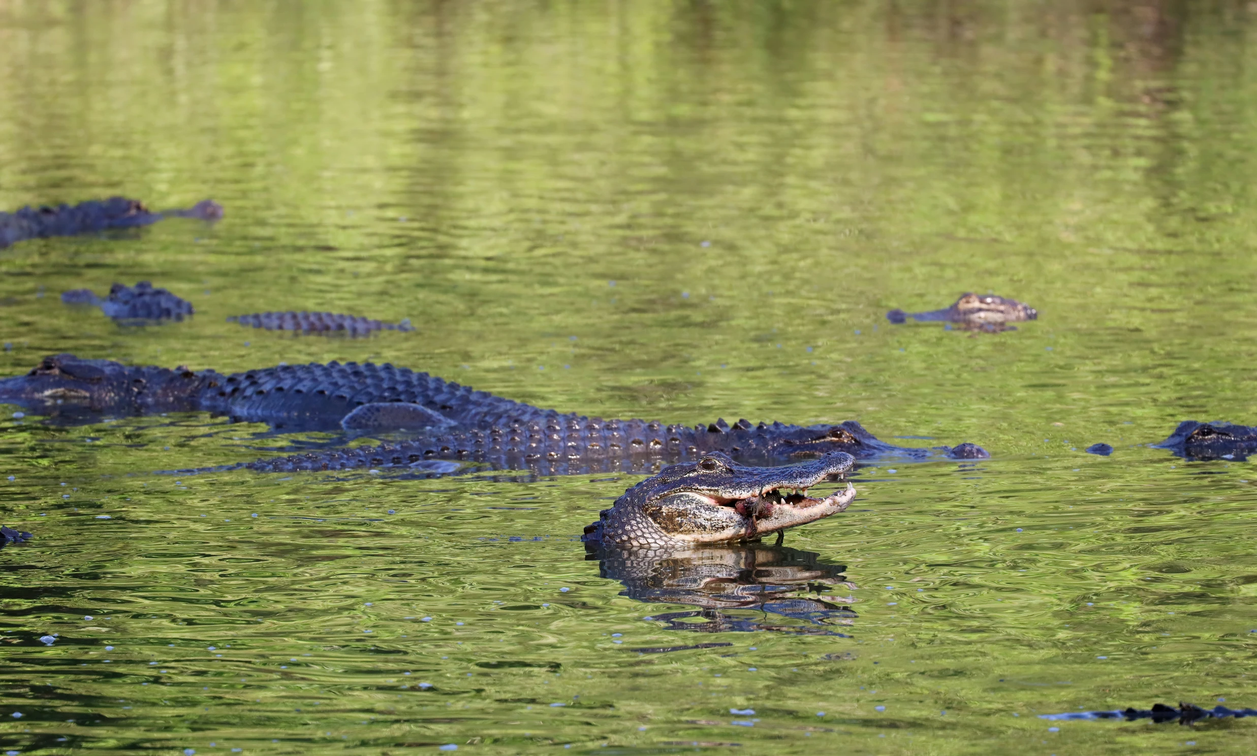 a large group of alligators swimming in the water