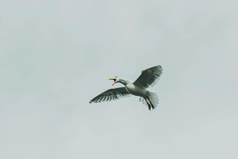 a bird flying through a grey sky with a fish in it's beak