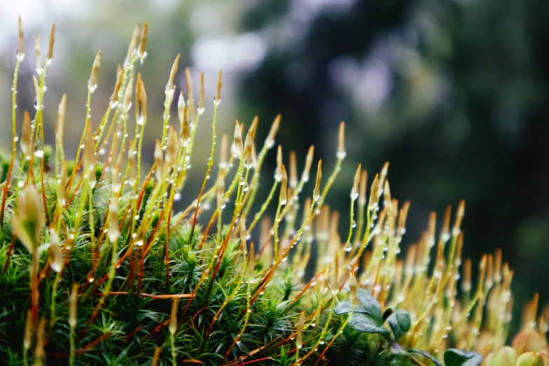 the moss covered tree is growing very close