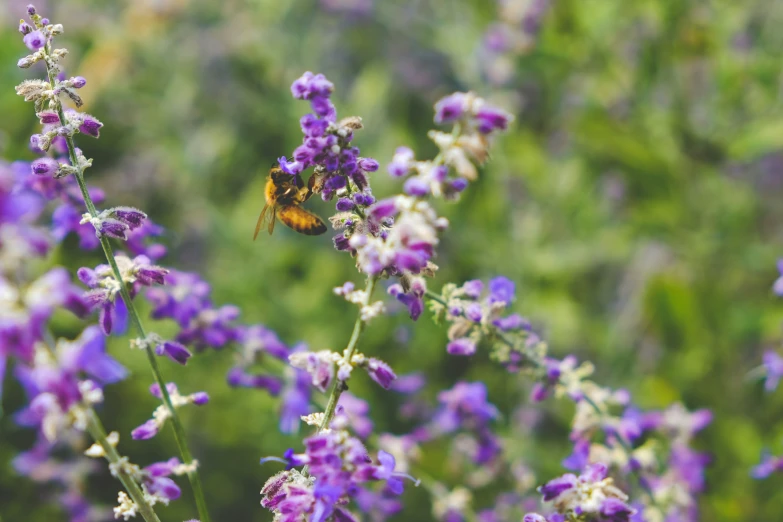a bee on a purple flower in the field