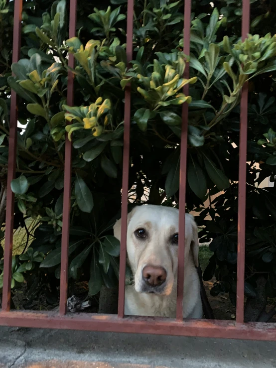 dog with yellow eyes behind bars outside
