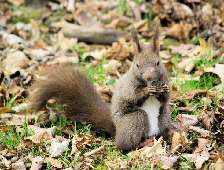 a squirrel sitting on its hind legs holding his front paws together