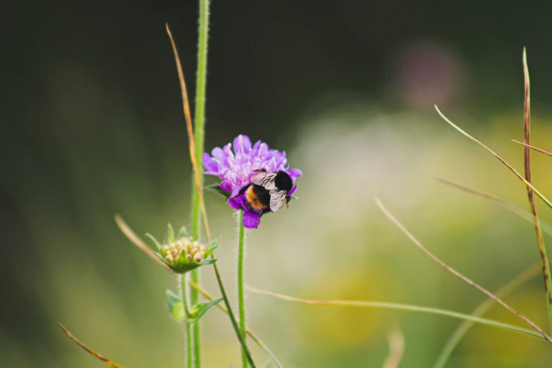 a bee hovering over a purple flower while sitting on a plant