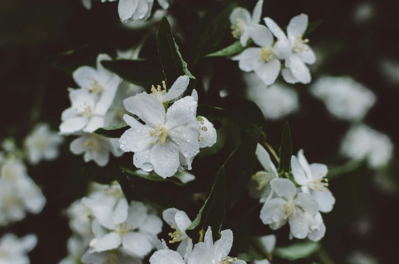 white flowers with green leaves are seen on a bush