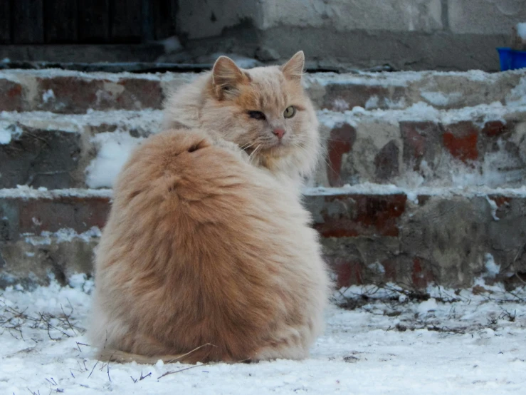 an orange furry cat sits outside in the snow