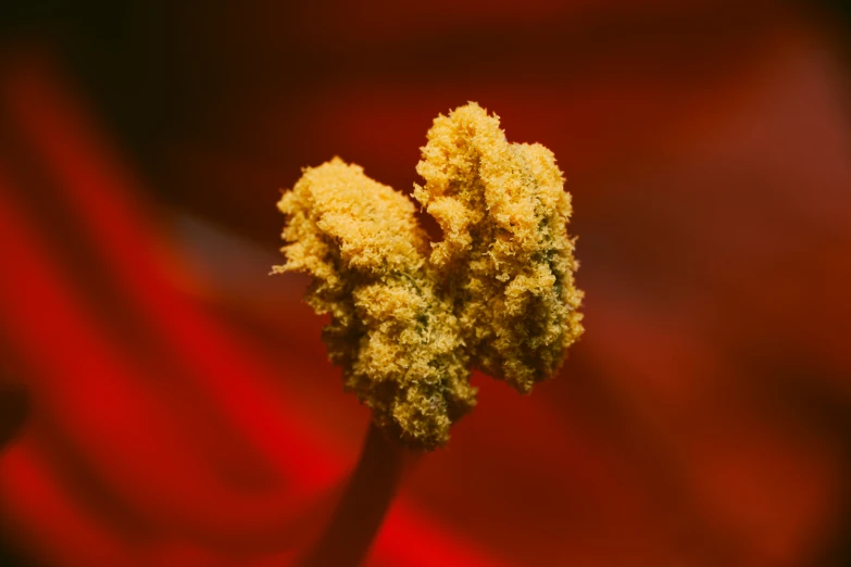 a close up of a flower that is in a vase