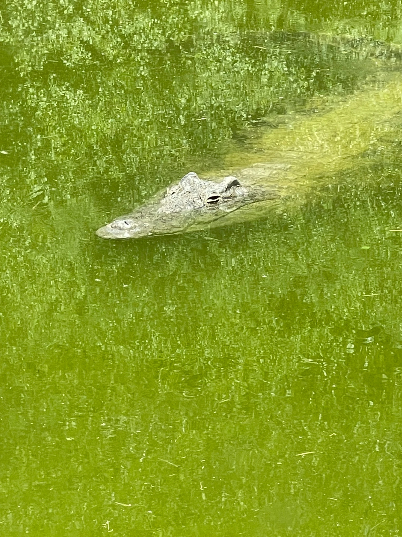 a large alligator swimming in a pond with green algaes