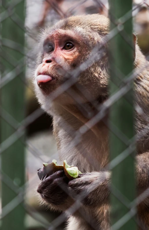 a monkey sticks it's tongue out behind a fence