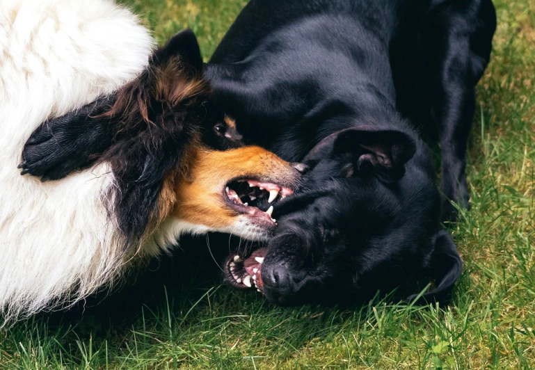 two dogs playing with each other on grass