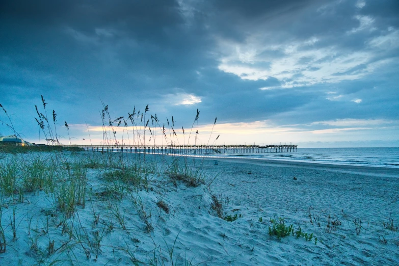 tall grasses are growing in the sand near a beach