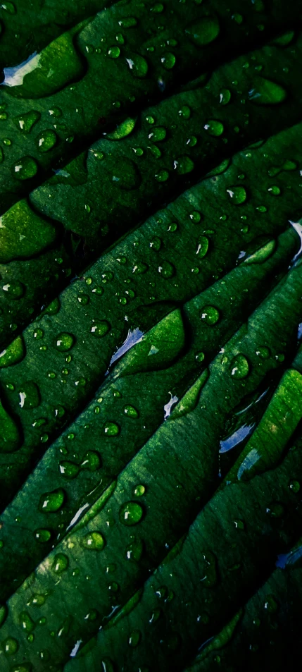 the green leaves are covered in water droplets