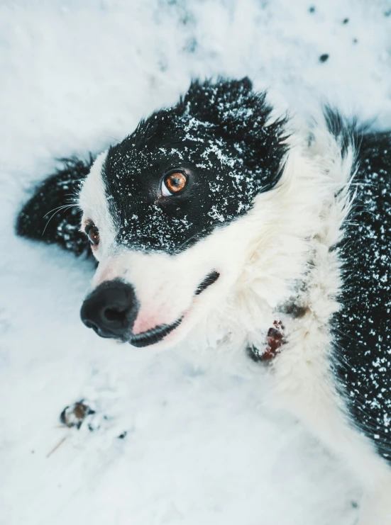 a large black and white dog with orange eyes laying in the snow