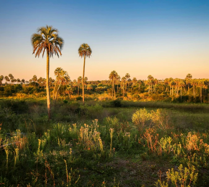 palm trees are seen in a field at sunset