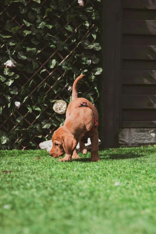 a dog walking through a grass covered yard next to a hedge