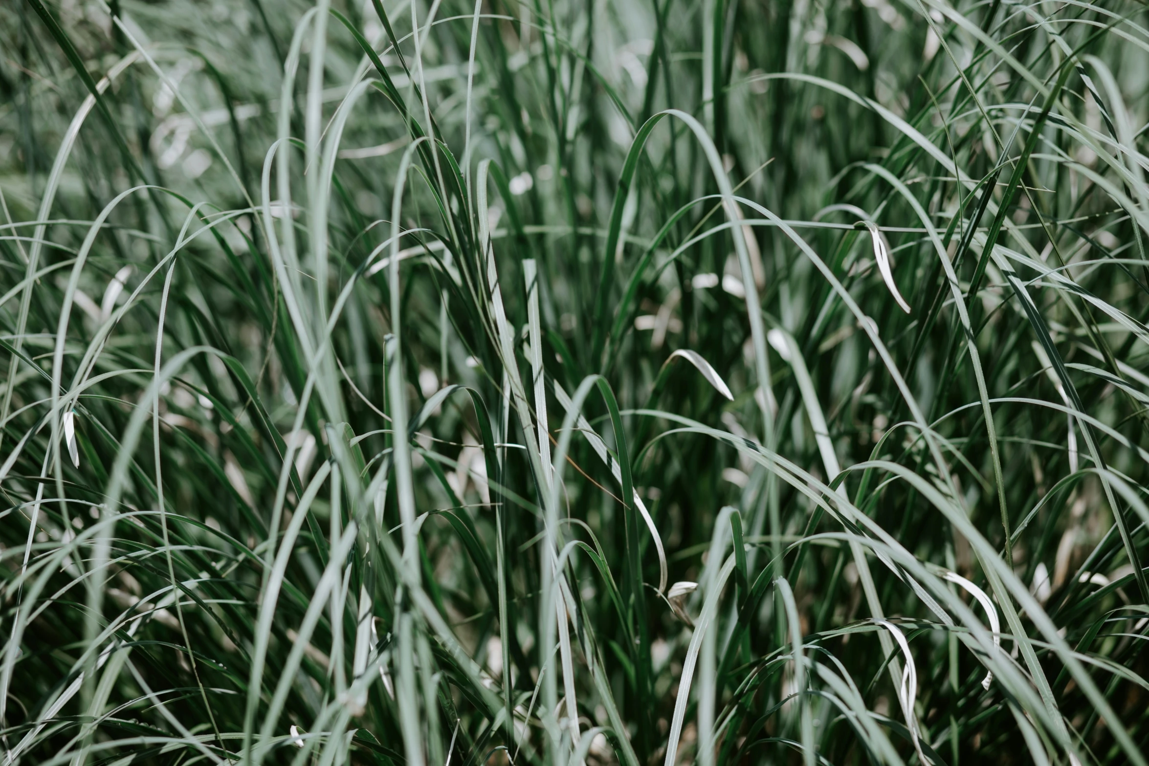 a closeup of tall grass with lots of leaves