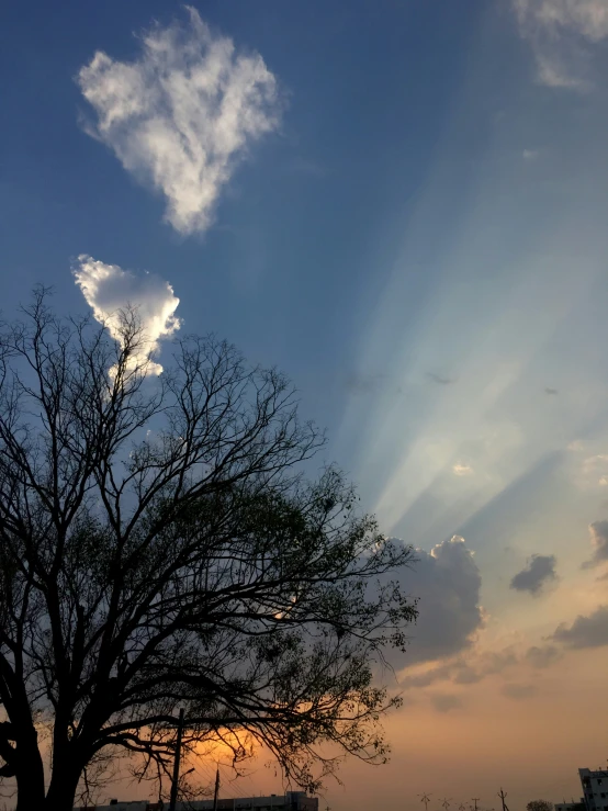 a single tree with the sun shining behind