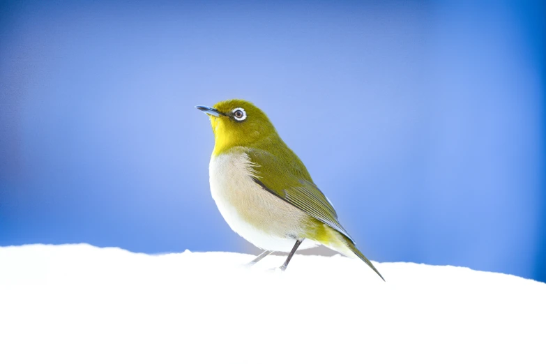 a yellow and grey bird standing on top of snow