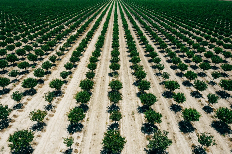 an aerial view of a large amount of dirt and plants