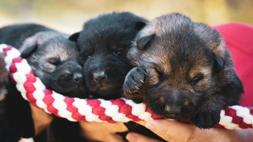 a person is holding two puppies in their arms
