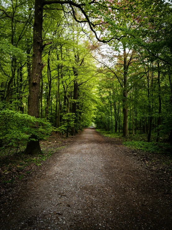 a road in the woods with lots of trees and foliage