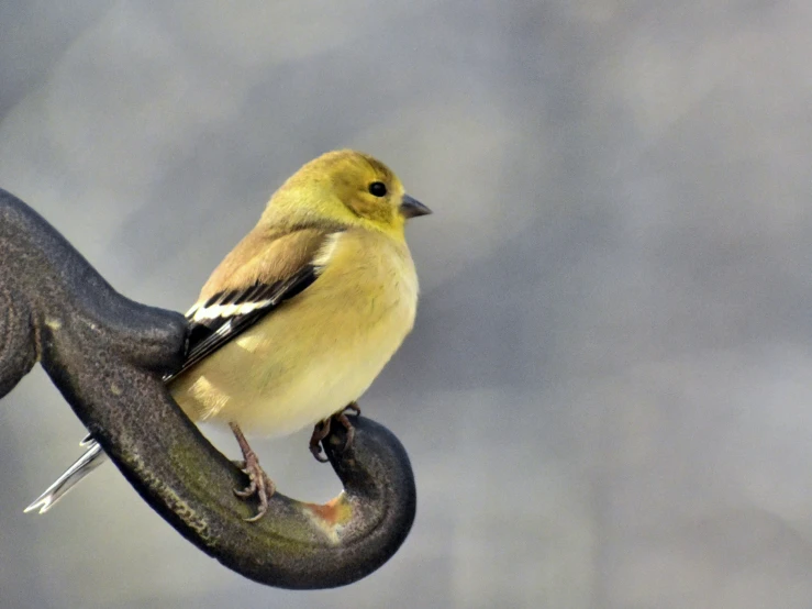 a bird sitting on top of a metal bar