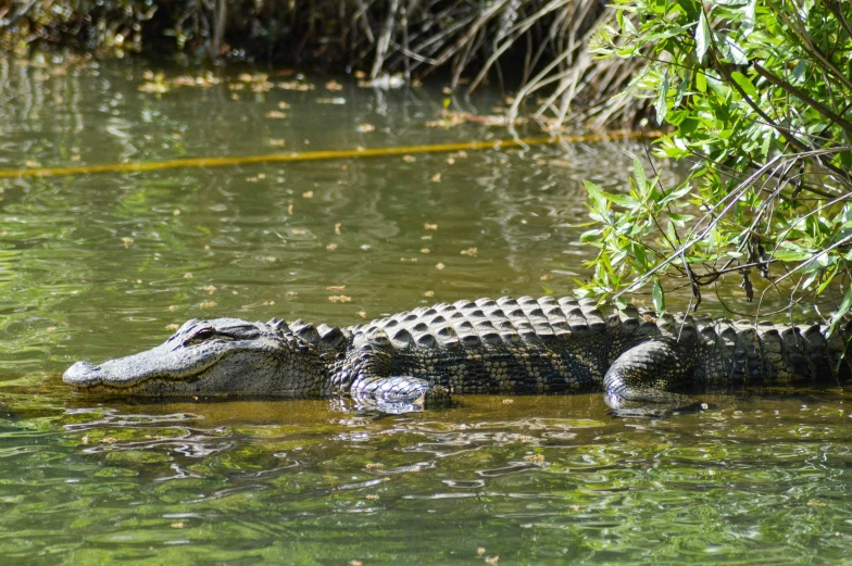 an alligator is in the water with some vegetation growing around it