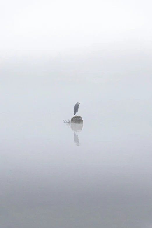 a small bird is flying over some water