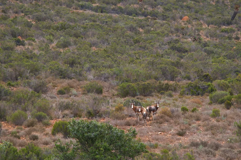 a group of cattle in the middle of the dry grass land