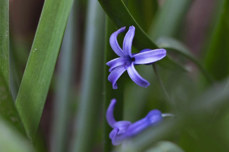 a blue flower is growing out of some green plants