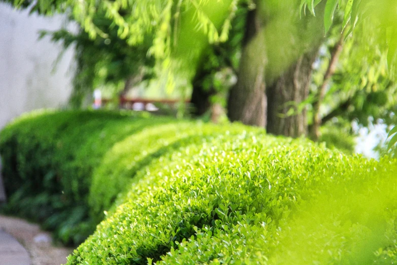 the grass is growing near a small wall