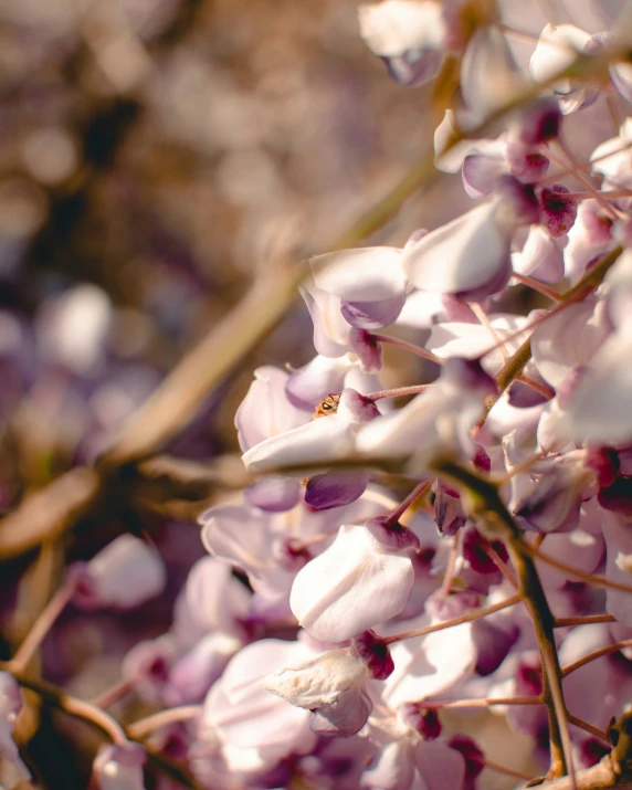 many pink flowers blooming with leaves on top of it